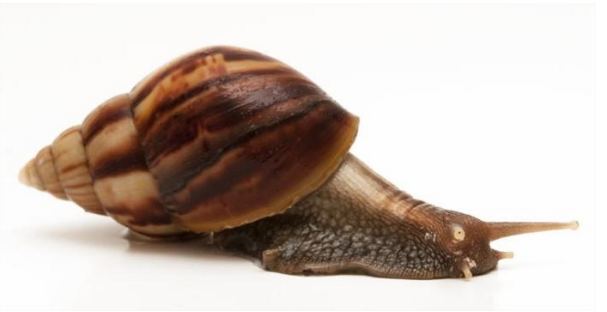 Caracol gigante africano